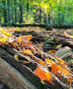 Pogoda. Wrocław. 11 października - słonecznie i pogodnie. Od wtorku zmiana na gorsze