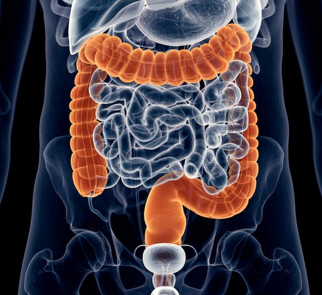 Umiejscowienie jelita grubego w naszym ciele