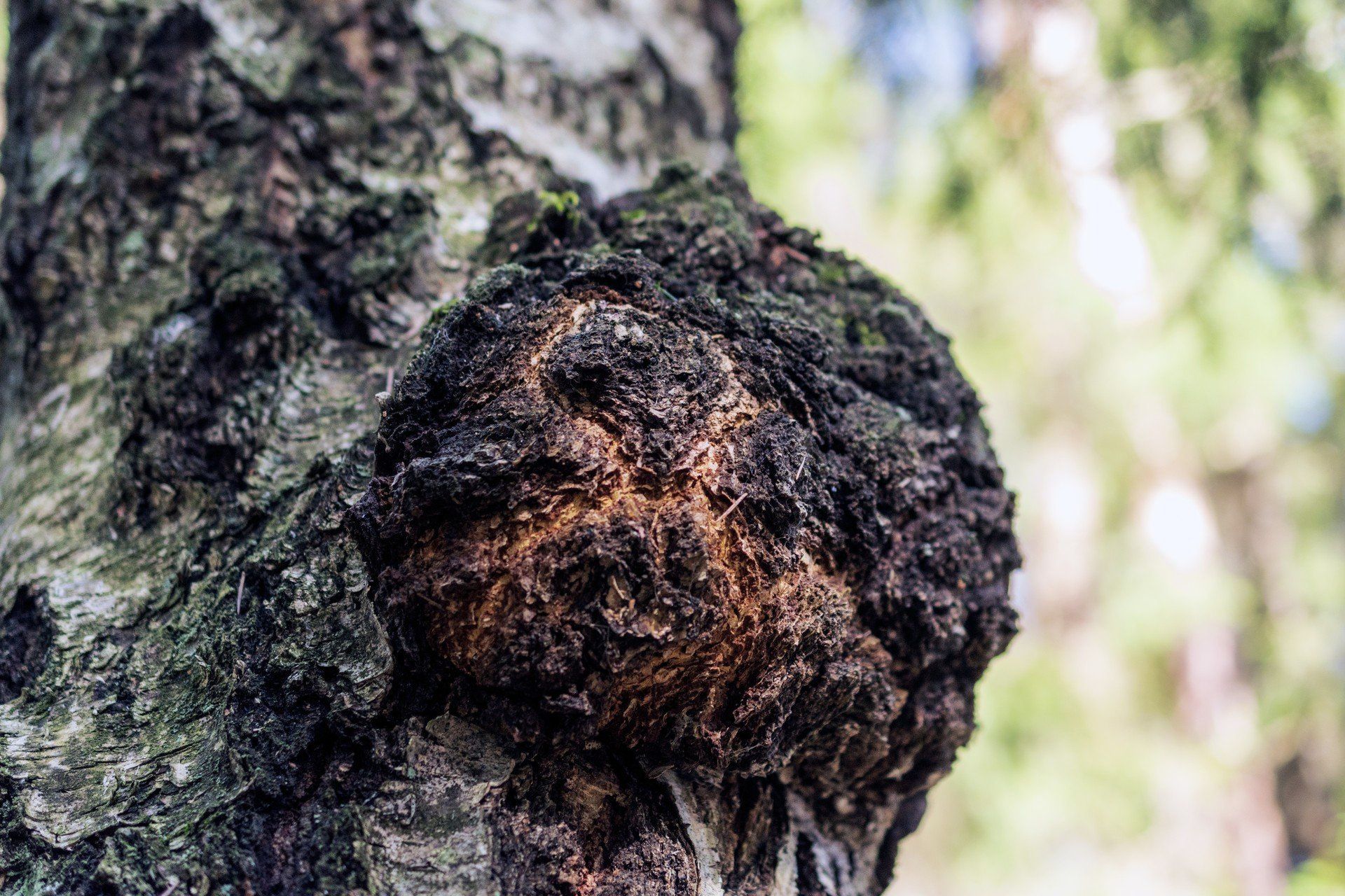Chaga mushroom on the birch trunk.