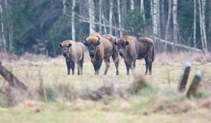 Leśnicy pokazali niesamowite nagranie. "Piękny widok"