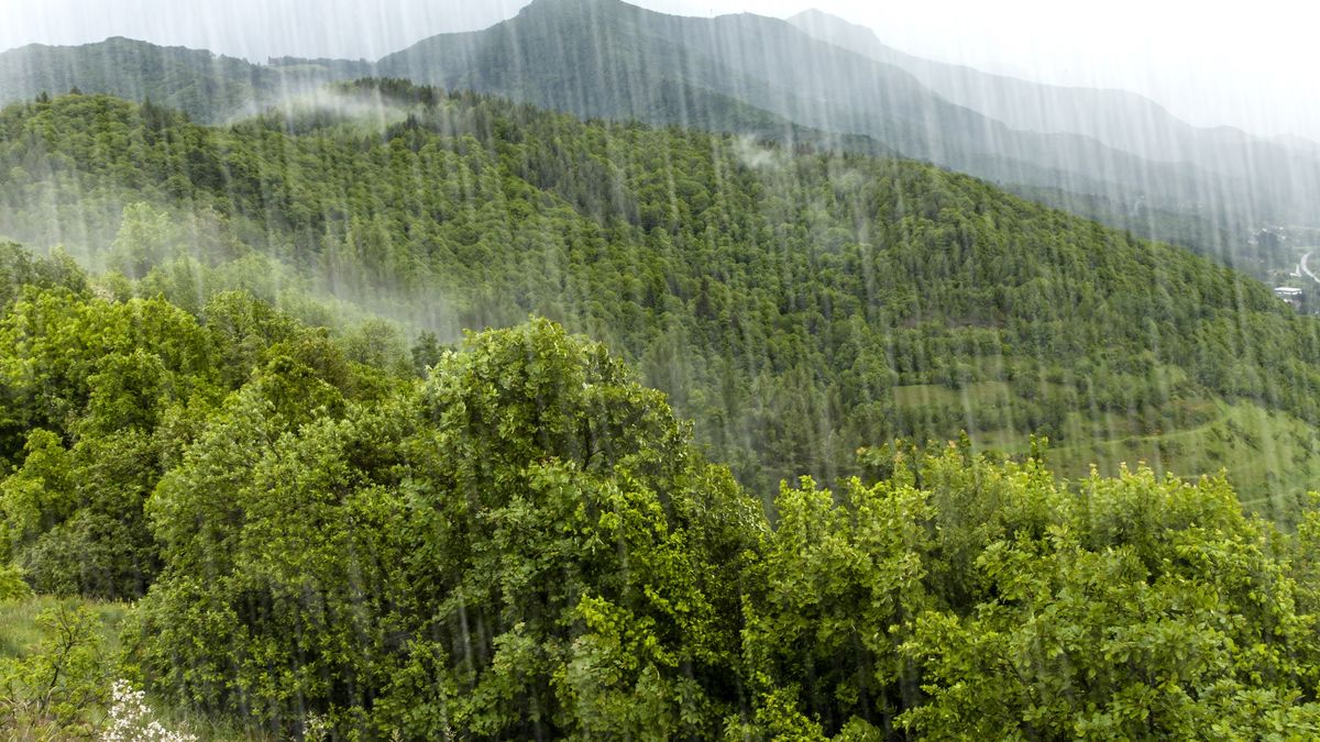 Deszcz w lasach deszczowych "wart" jest miliardy
