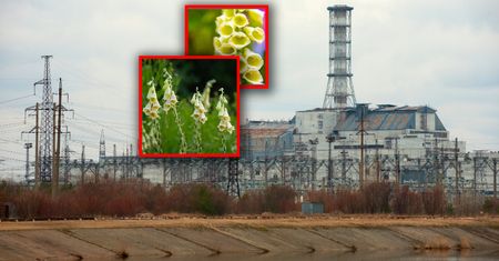 Niezwykła roślina z Czarnobyla. Już dwa gramy zabijają