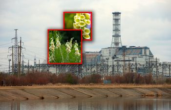 Niezwykła roślina z Czarnobyla. Już dwa gramy zabijają