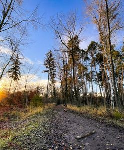 Kłodzko. Program "Zanocuj w lesie" również na Dolnym Śląsku. Nadleśnictwo Międzylesie zaprasza