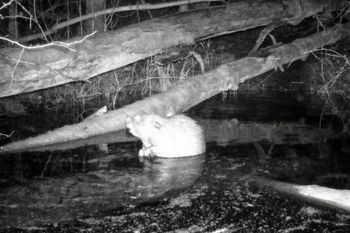 Do odstrzału. 35 z 48 sztuk. "Wyrok" wykona koło łowieckie. Jest apel