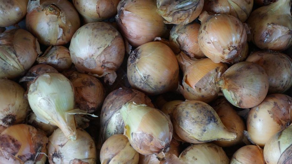 Ile kosztuje kilogram cebuli dzisiaj?