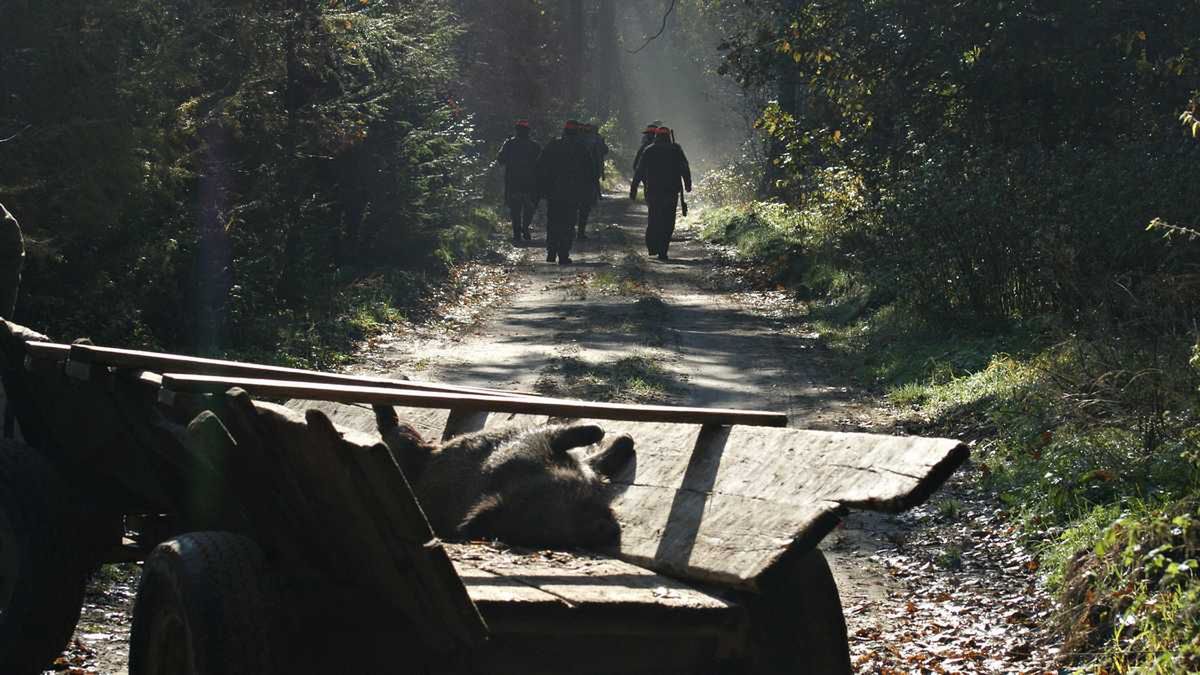Najpiękniejsze sceny myśliwskie i zdjęcia przyrody w konkursie im. Włodzimierza Puchalskiego 9