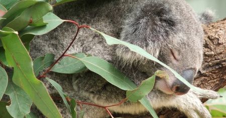 Co mówi misio? Koala i komórki