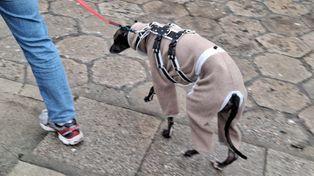 "Jak najszybciej przestańcie". Weterynarz ostrzega