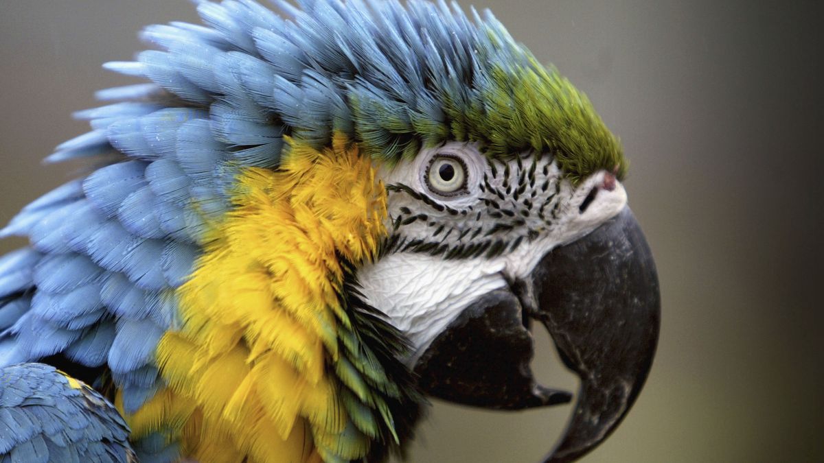 papugi zwierzeta zoo