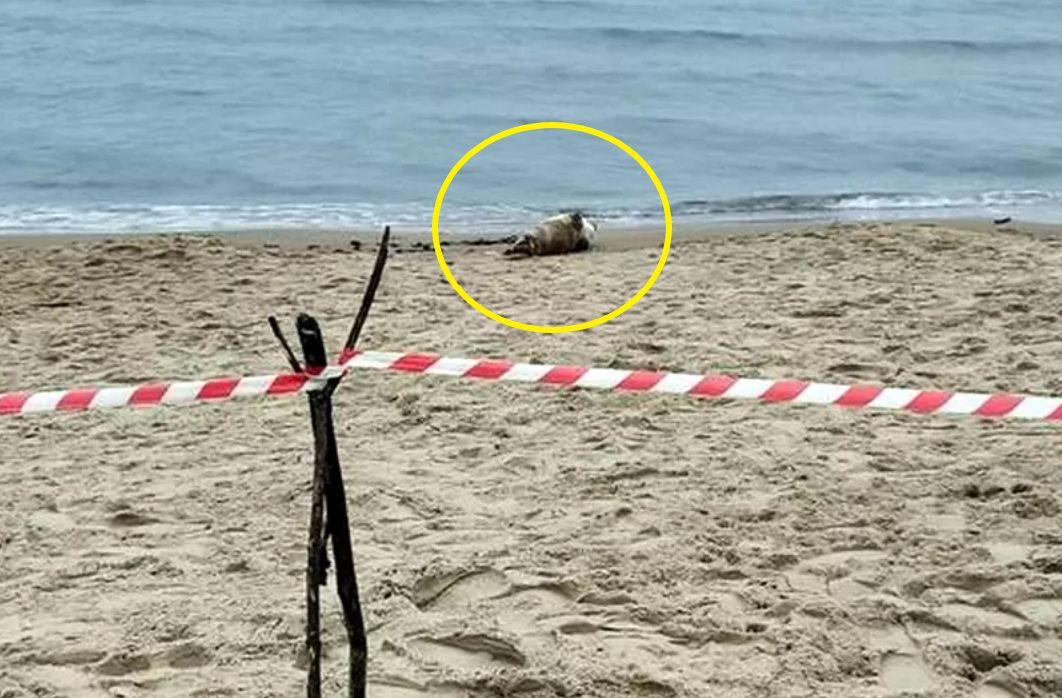 Była 8:00 rano. Taki widok na plaży. Spacerowiczka wezwała służby