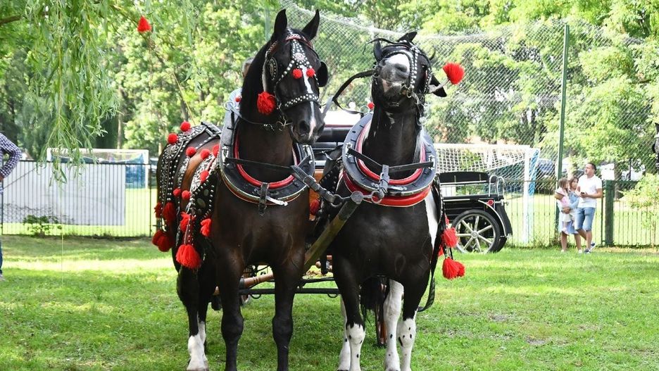 Zaprzęgowy Hubertus we Wrocieryżu odbędzie się we wtorek 11 listopada 2025 (zdjęcie ilustracyjne).