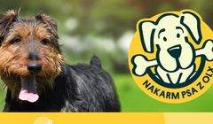 Po raz 16. rusza akcja „Nakarm psa z OLX”