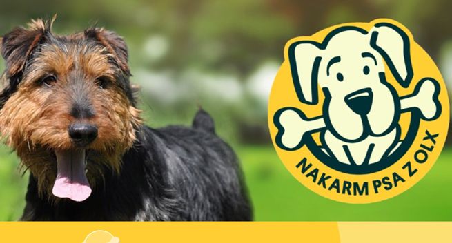 Po raz 16. rusza akcja „Nakarm psa z OLX”