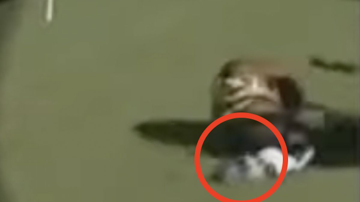 Wypadek Lei Kilner wyglądał dramatycznie 