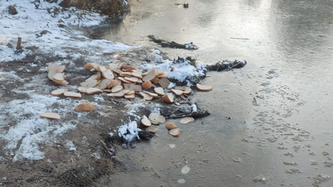 Ptaków nie można dokarmiać chlebem