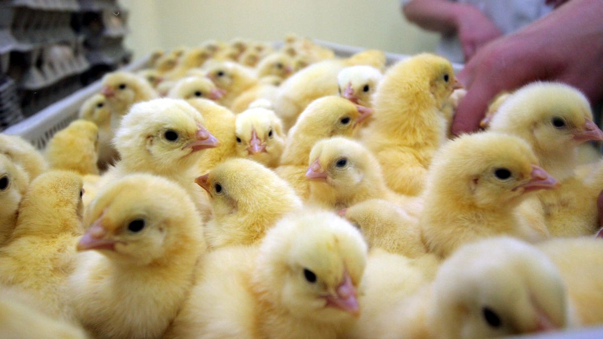 Ukraina wprowadziła zakaz importu piskląt kurcząt rzeźnych z Polski
