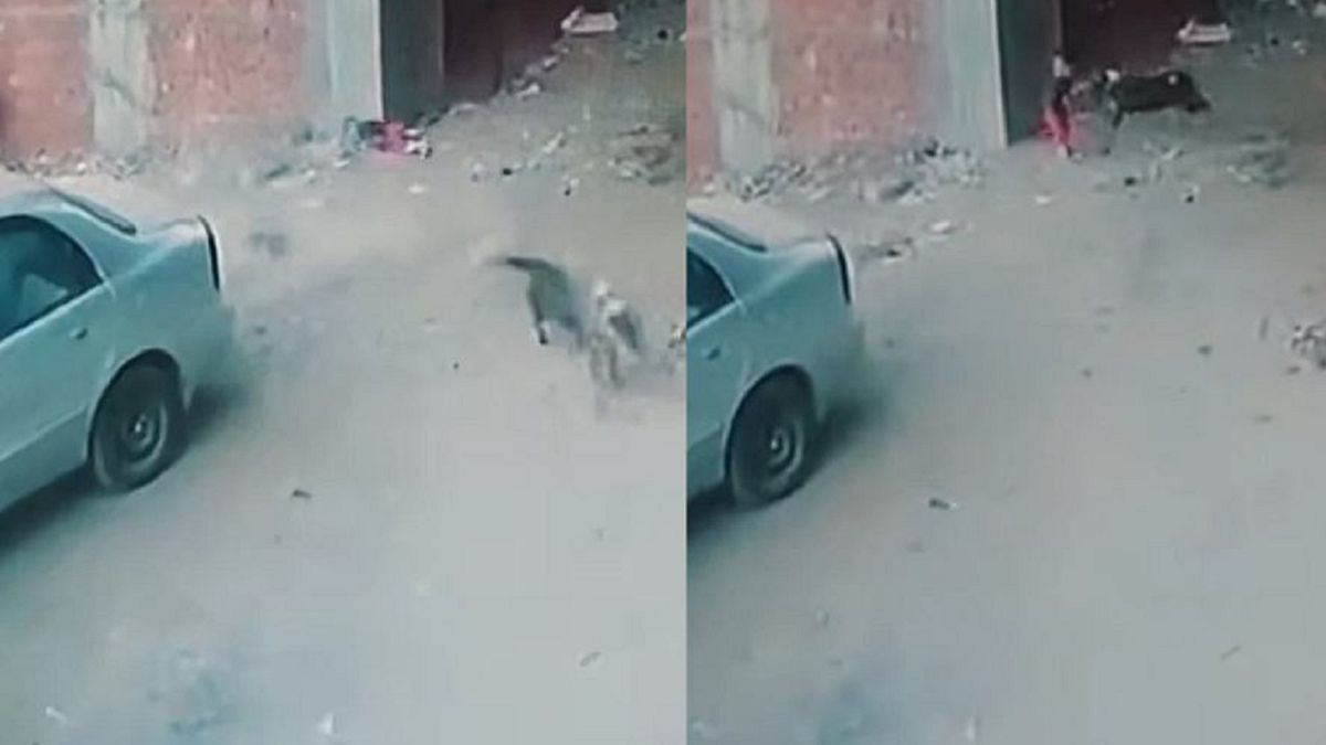 Kot przepędził psa.