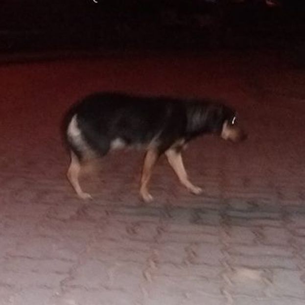 Obraz
