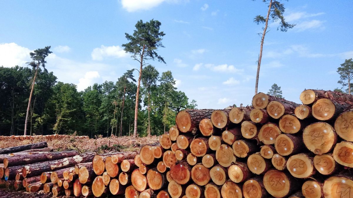 Fotonova 200524.07.2021 Warszawa n/z wycinka drzew w lesie w  okolicach Warszawy .  Fot. Tomasz Paczos / FOTONOVATomasz Paczos/FOTONOVA