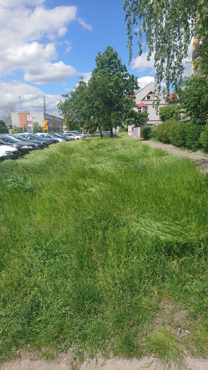 Kilka tygodni "zaniedbania" wystarczyło, by moje osiedle... wypiękniało. Niestety - tylko na chwilę 2