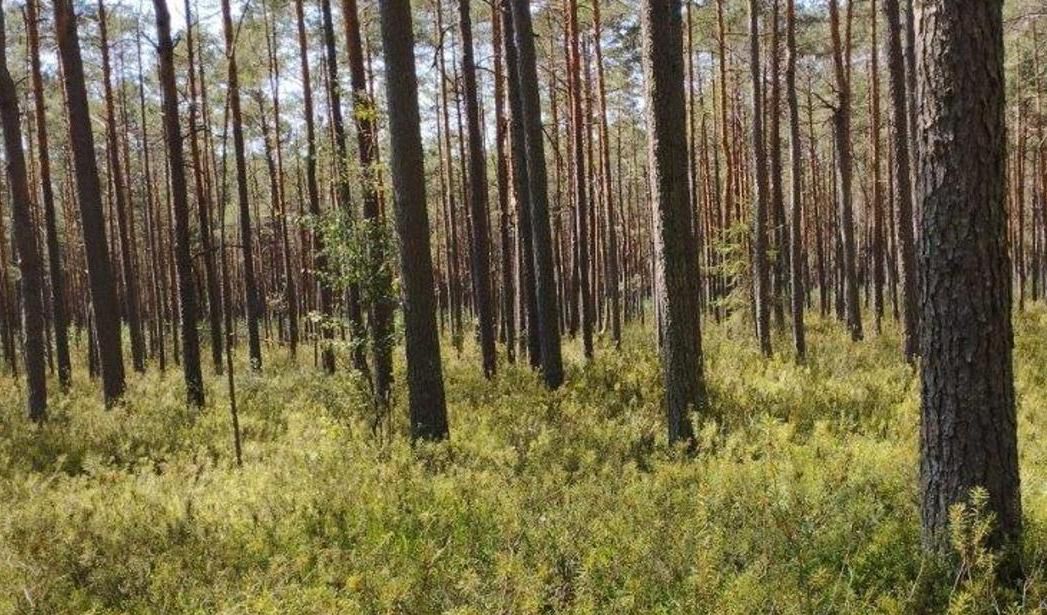 Lubelskie: „Wielkie Bagno” – nowy rezerwat przyrody w województwie