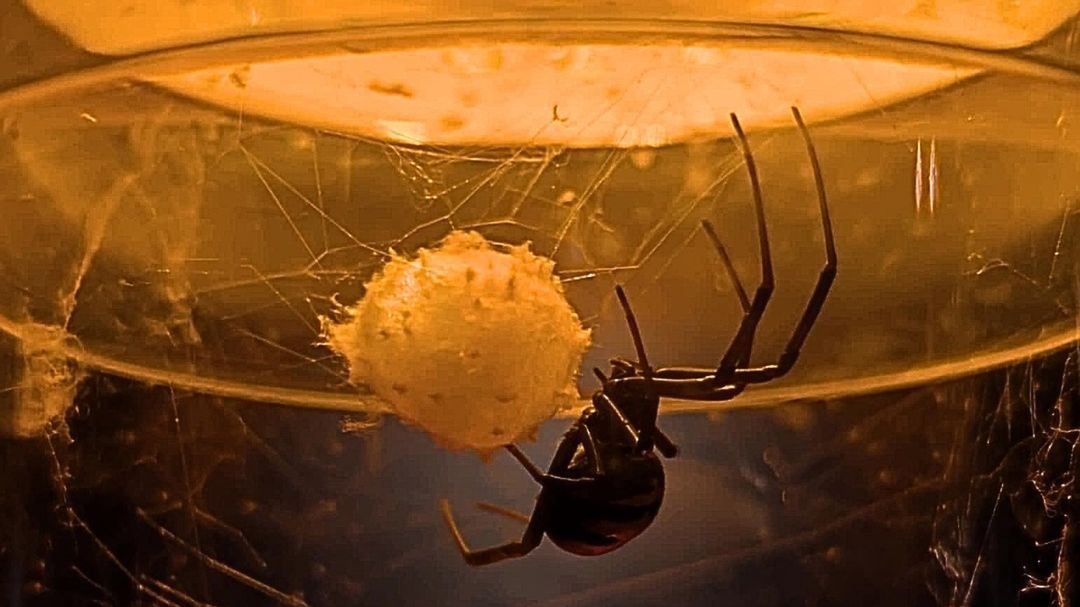 Wystawa wkrótce powiększy się o nowe pajęczaki 