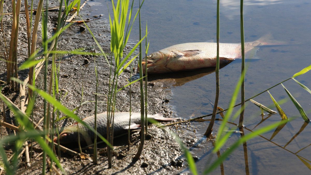 Kostrzyn nad Odrą, 10.08.2022. Śnięte ryby w Odrze w Kostrzynie nad Odrą, 10 bm. Pierwsze informacje o masowym ich śnięciu w tej rzece zaczęły pojawiać się pod koniec lipca br. i dotyczyły woj. dolnośląskiego, m.in. rejonu śluzy w Oławie. Wędkarze mówią o katastrofie ekologicznej, która przetrzebi pogłowie ryb w tej rzece na wiele lat. (aldg) PAP/Lech Muszyński ***Zdjęcie do depeszy PAP pt. Lubuskie/ Śnięte ryby w Odrze, trwa szukanie przyczyny***