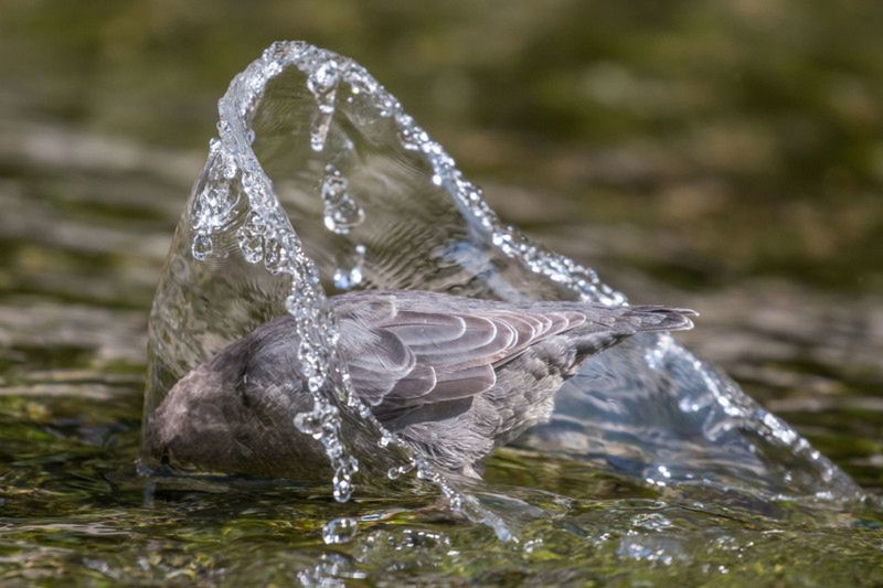 Audubon Photography Awards 2020, czyli genialne zdjęcia ptaków 5