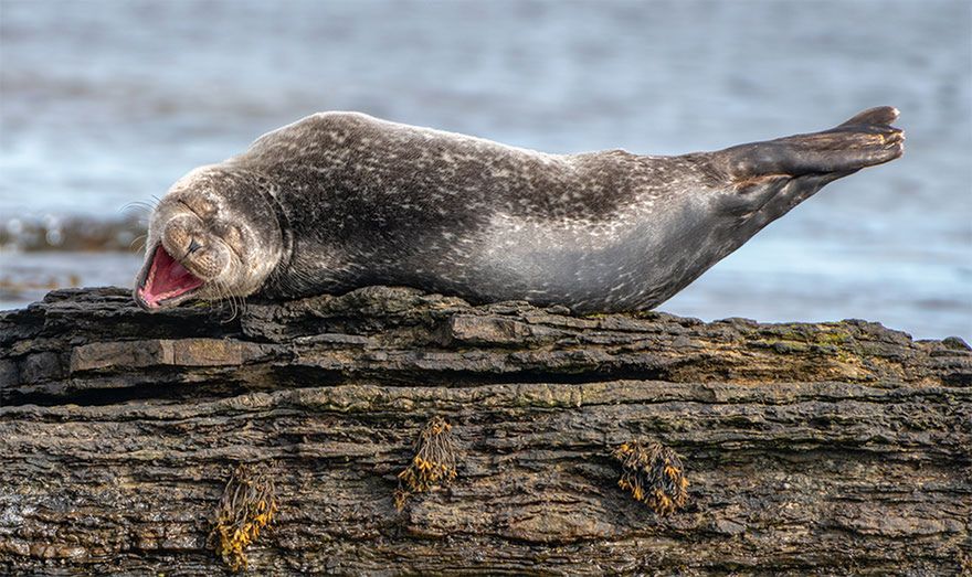 Najzabawniejsze zwierzęta świata powracają. Ci fotografowie mieli szczęście 11