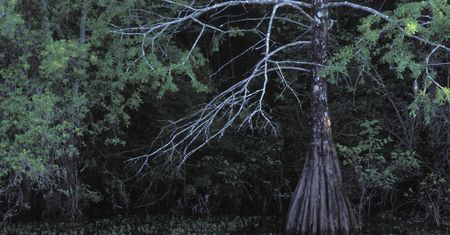 IKEA ratuje środowisko. Zobacz, co zakupił gigant