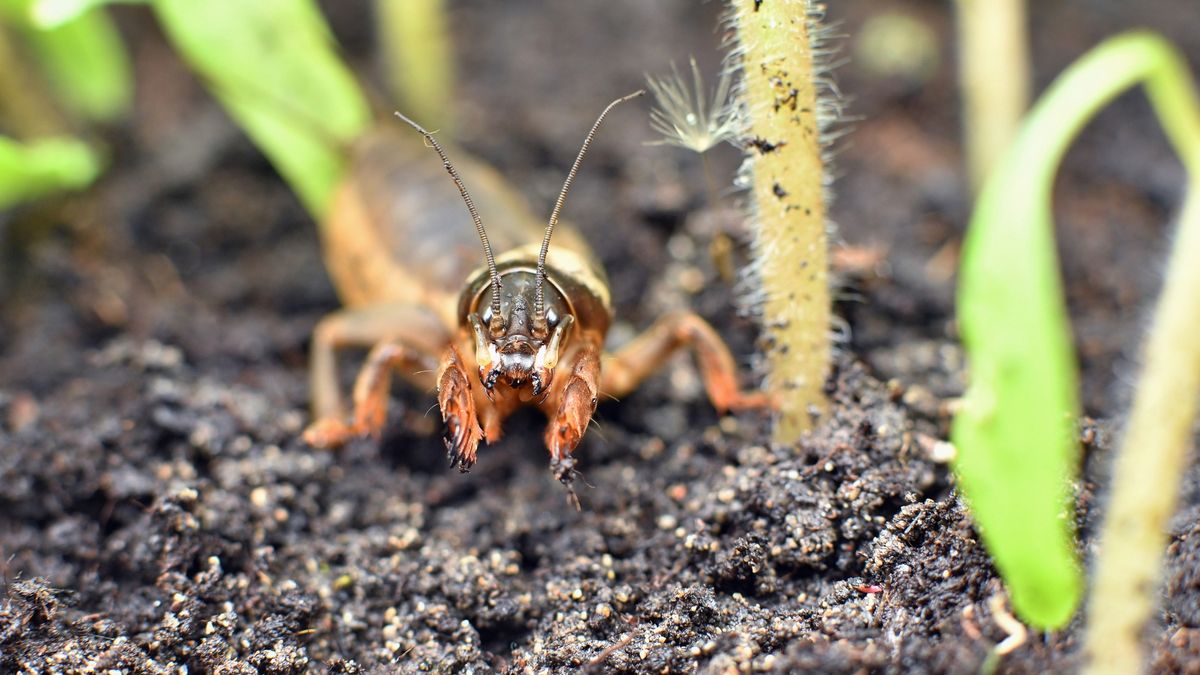 Turkuć podjadek jest jednym z najgorszych szkodników