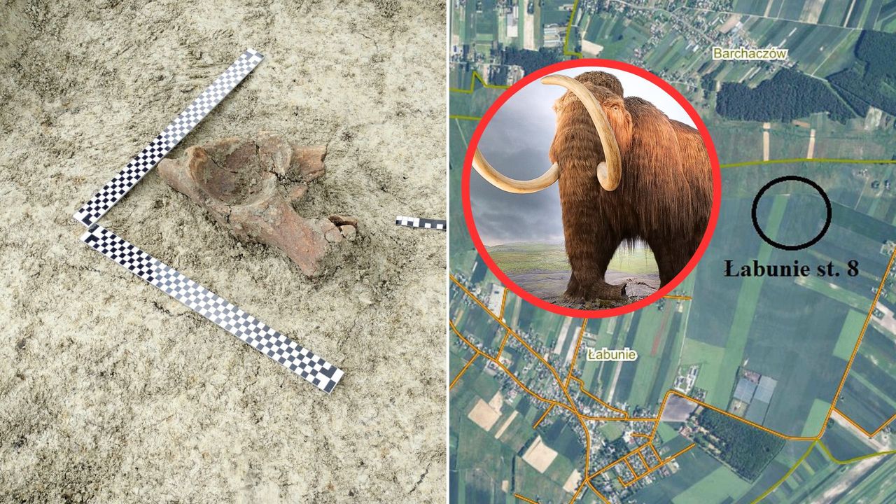 Wyjątkowe odkrycie na budowie. Szczątki mamuta przy S17