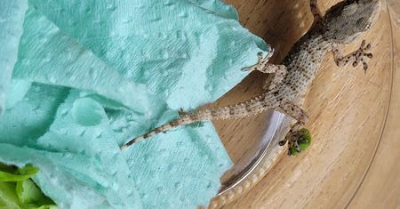 Otworzył pudełko z sałatą i zdębiał. Zwierzę przyjechało z Hiszpanii