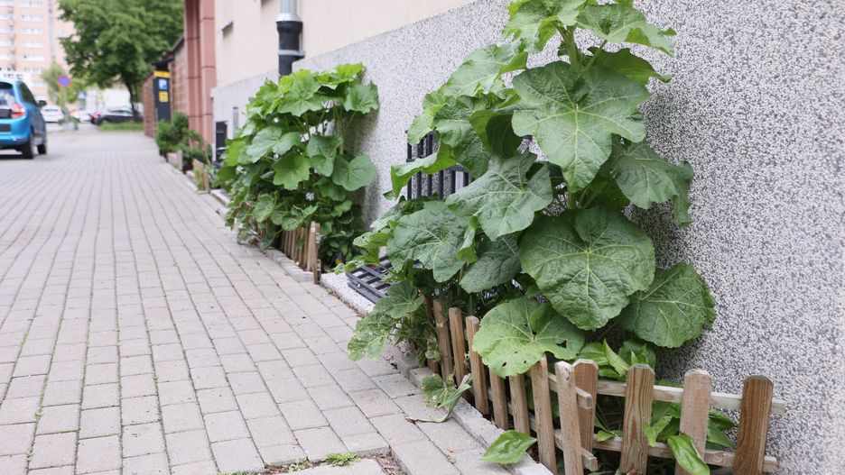 Obowiązki właścicieli chodników