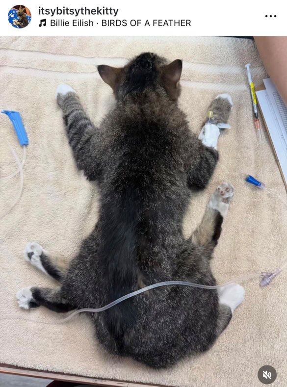 The cat Bitsy was born with six legs.