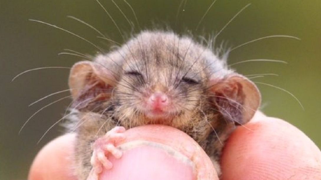 Pałaneczka karłowata znaleziona na australijskiej wyspie