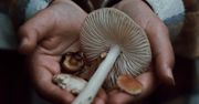 Suszarka nie tylko do grzybów. To urządzenie daje dużo więcej możliwości