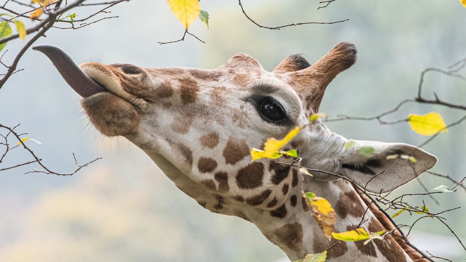 Nowe Zoo w Poznaniu