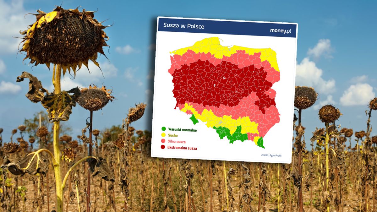 W Polsce susza hydrologiczna występuje od 2015 roku 