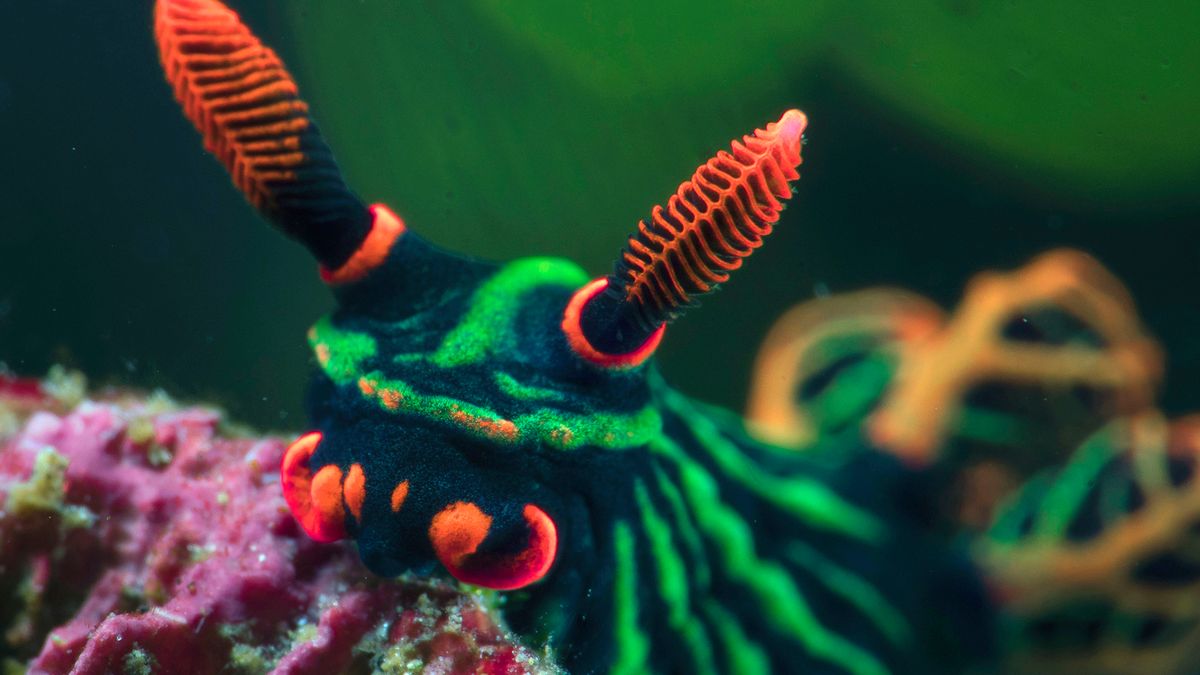 Niesamowite ślimaki morskie na zdjęciach. Wyglądają jak Pokemony 1