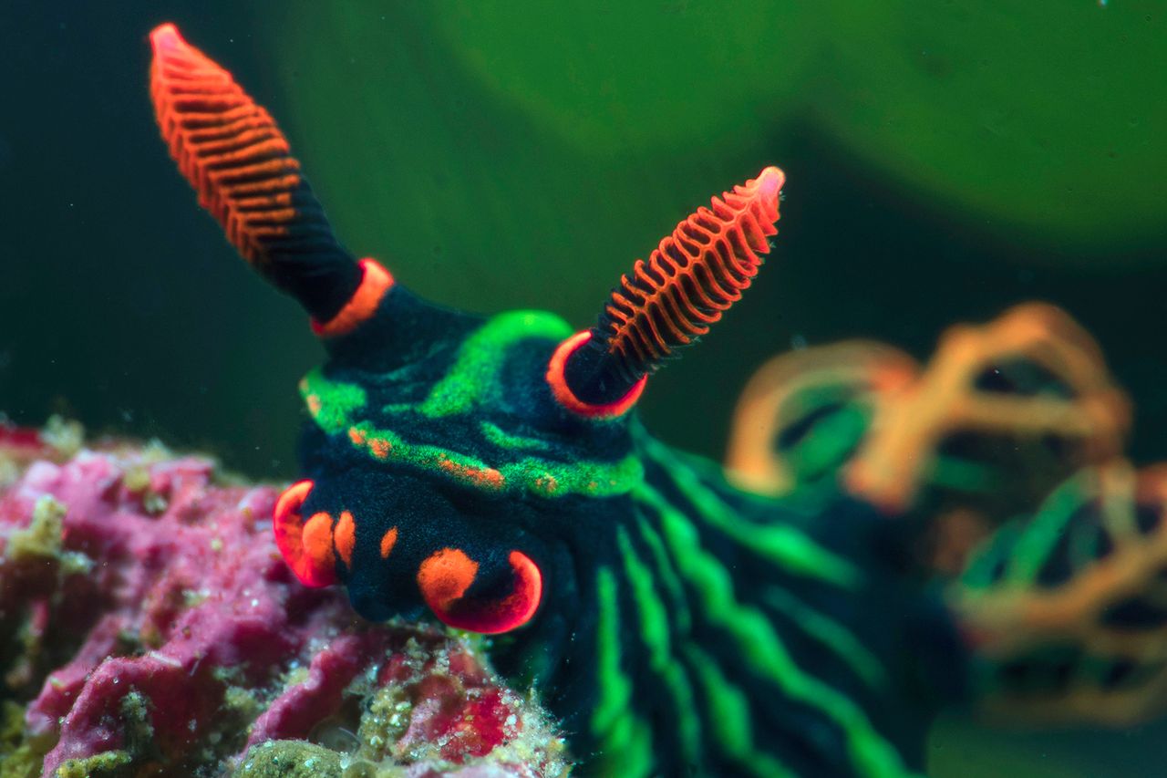 Niesamowite ślimaki morskie na zdjęciach. Wyglądają jak Pokemony