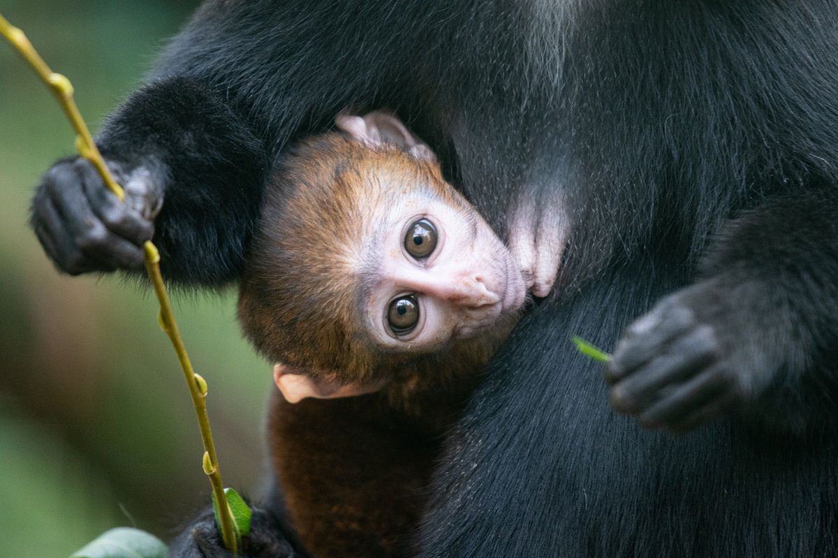 Wrocław. Małpiarnia w zoo na nowego mieszkańca. Poznajcie koczkodana górskiego