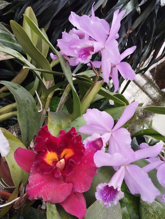 Katleje kwitną w różnych odcieniach różu i fioletu