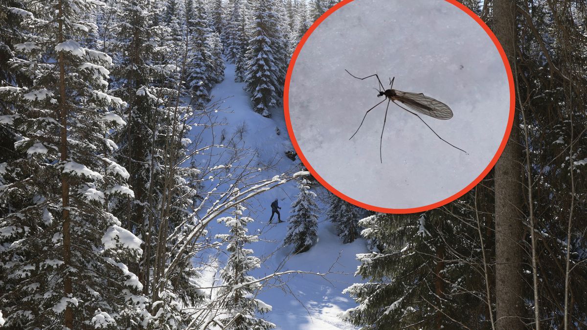 Owad zwany zimowym komarem