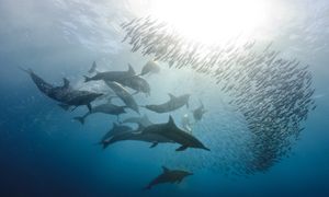 Zginęło ponad 200 delfinów. Temperatura jezior sięgnęłą 41°C