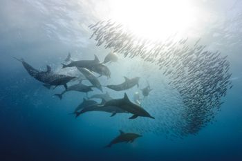 Zginęły ponad 200 delfinów. Temperatura jezior sięgnęła 41°C