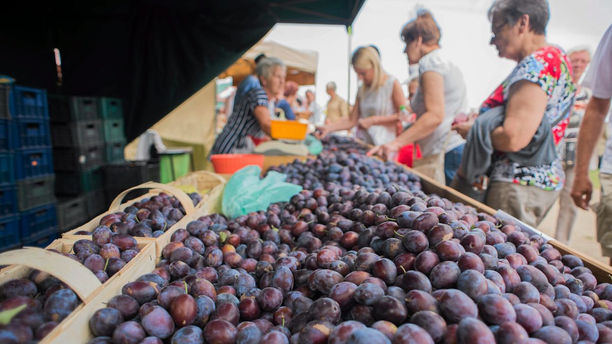 Krajowa produkcja śliwek w ostatnich latach podlegała wahaniom