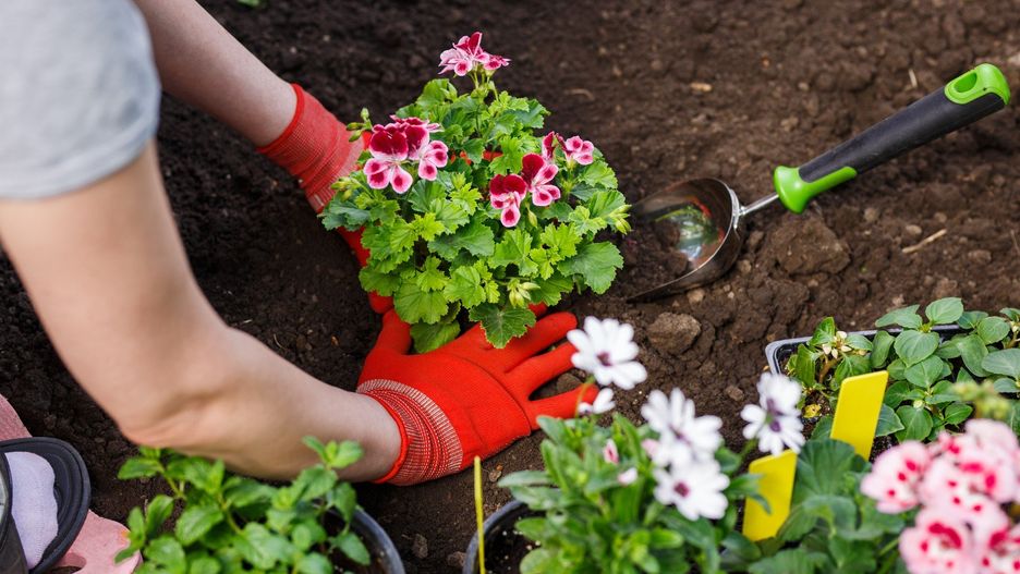 Gardeners hands planting flowers in the garden, close up photo