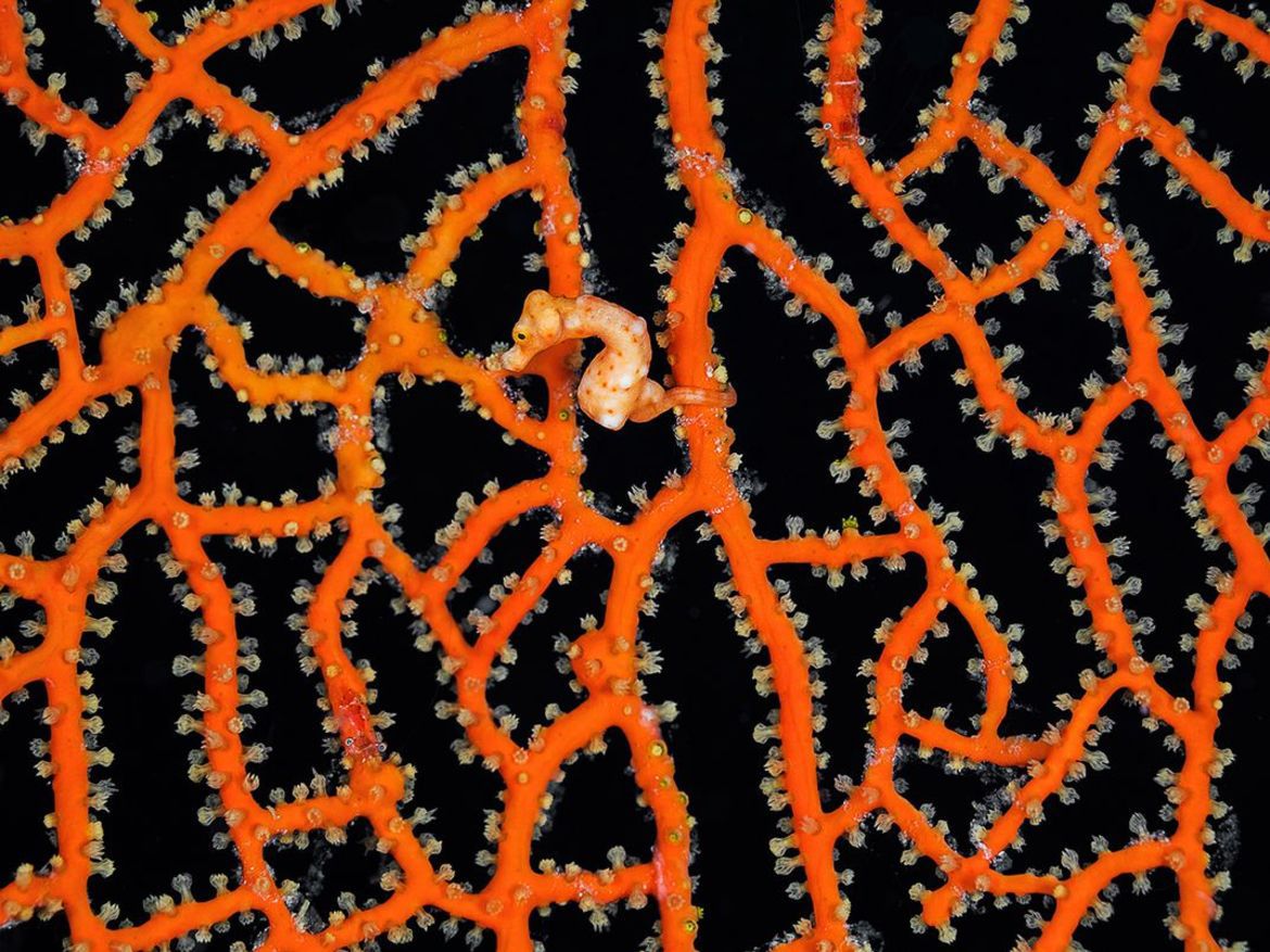 Adam Żądło w finale Smithsonian Photo Contest 2017 17